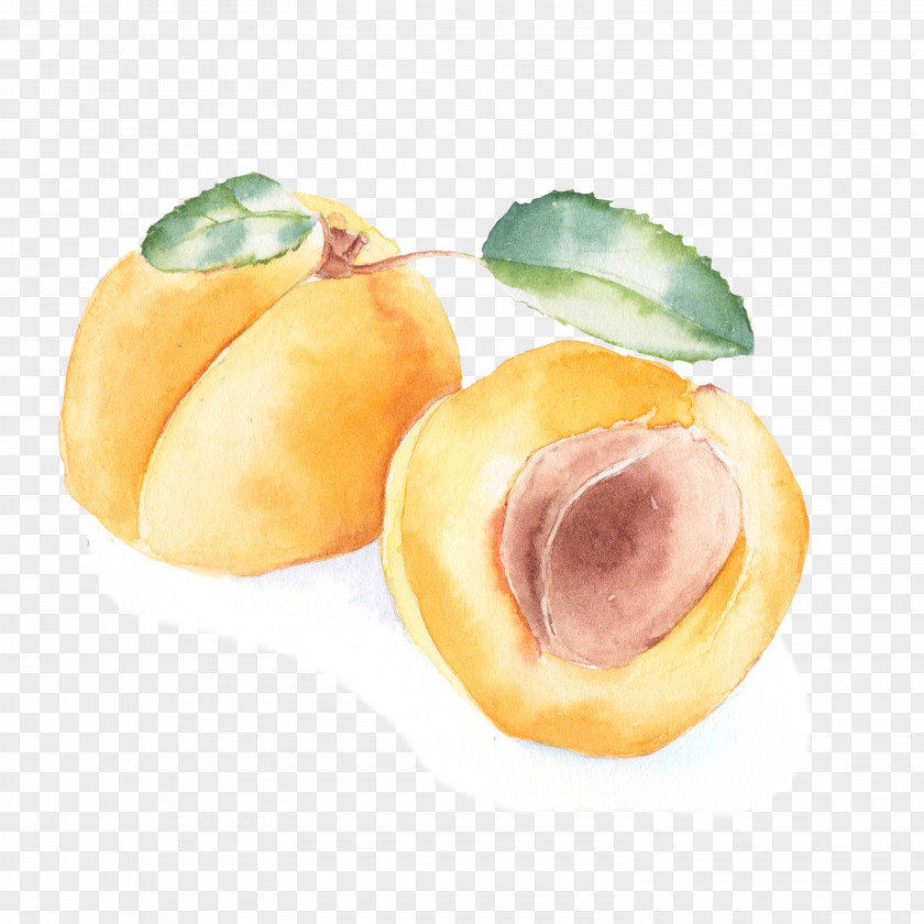 Peach Apricot Watercolor Painting PNG