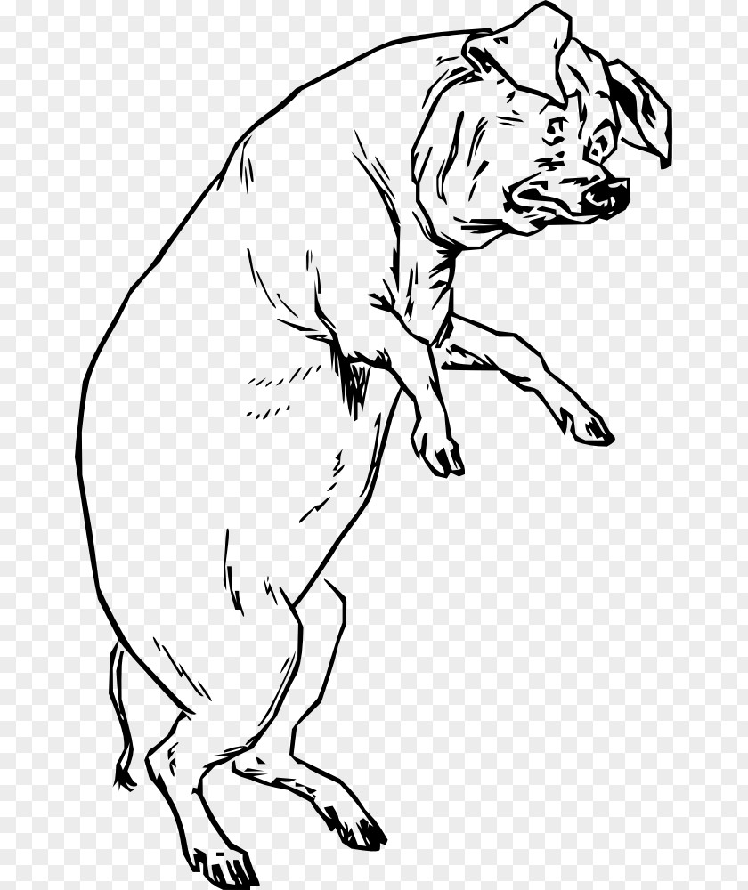 Pig Outline Vietnamese Pot-bellied Pixabay Clip Art PNG