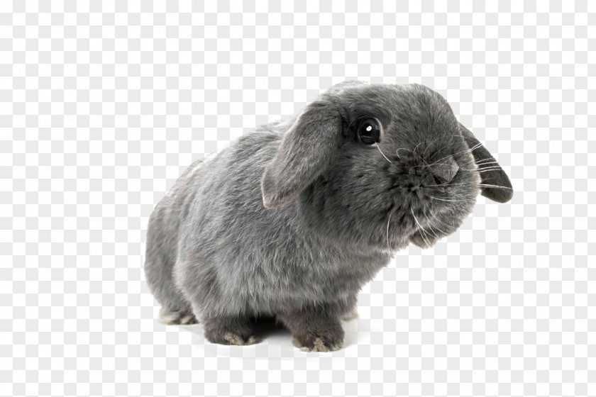 Rabbit,Black Rabbit,Lop,lovely,animal,pet Holland Lop Domestic Rabbit Miniature Hare PNG