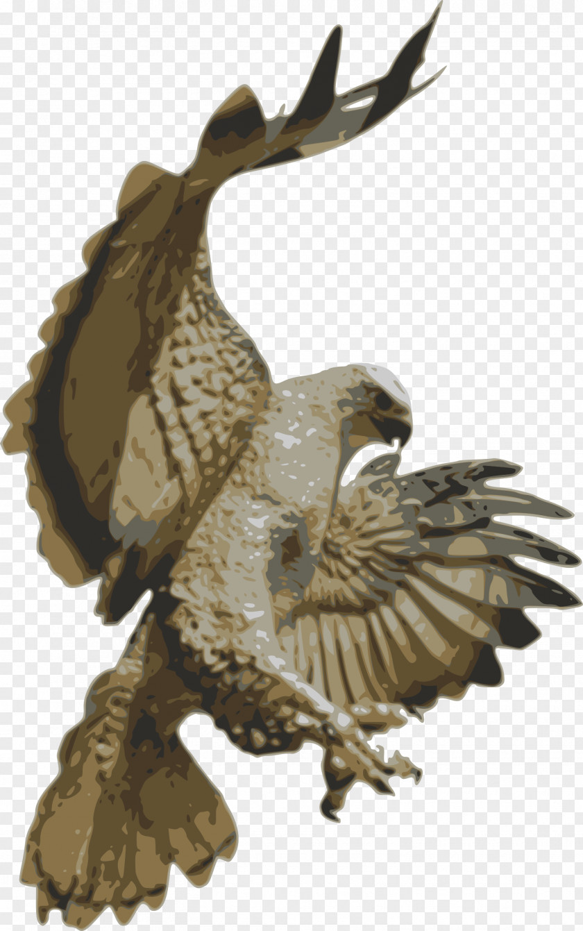 Falcon Bird Of Prey Hawk Clip Art PNG
