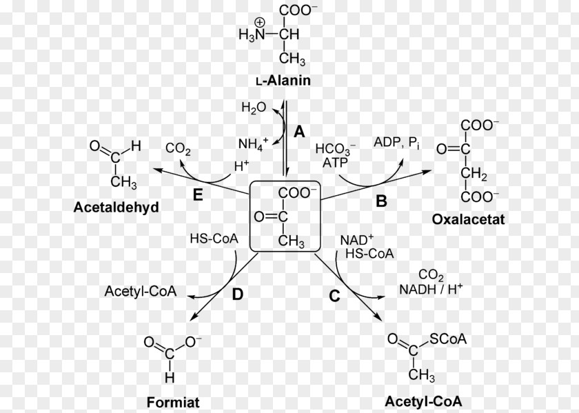 Lightindependent Reactions Pyruvic Acid Pyruvate Dehydrogenase Complex Carboxylase Decarboxylation PNG