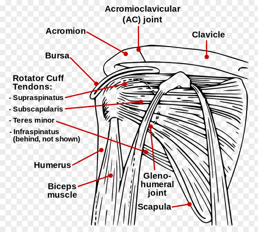Rotator Cuff Tear Injury Muscle Shoulder PNG