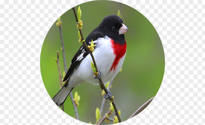 Bird Finch Rose-breasted Grosbeak Lidth's Jay PNG