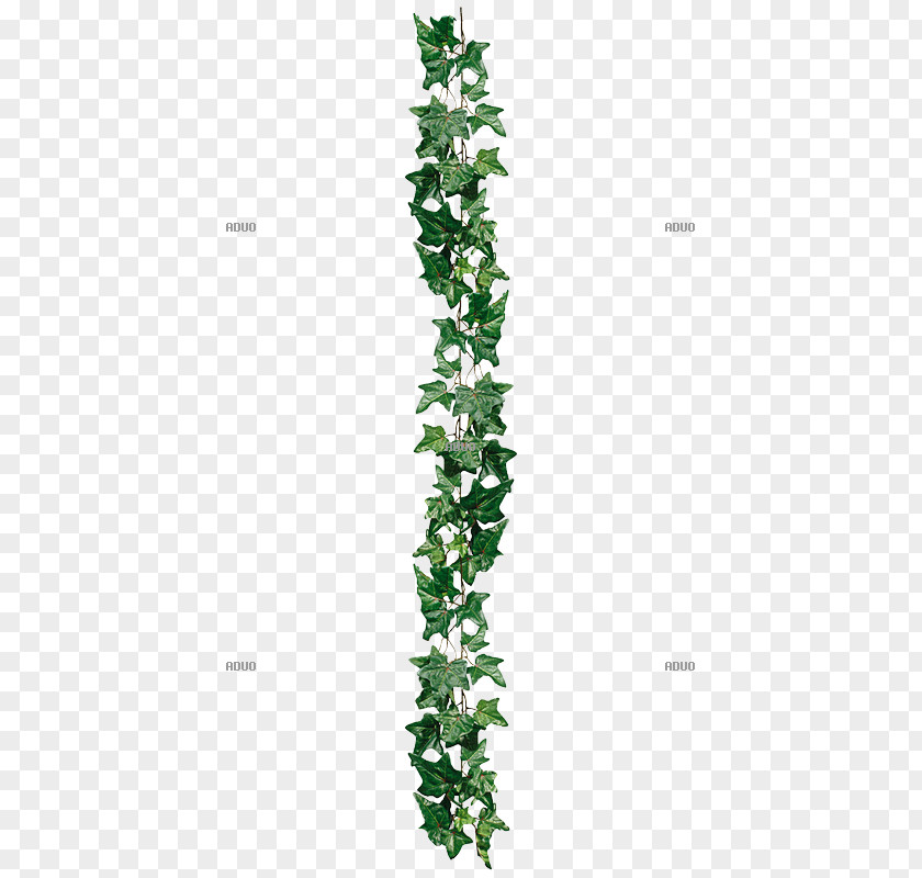 Leaf Herb Plant Stem Tree PNG