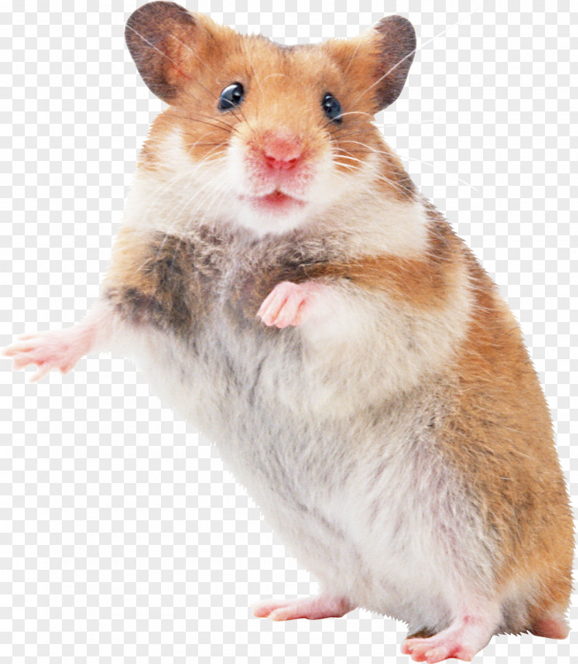 Mouse Hamster Pocket Pet Rodent PNG