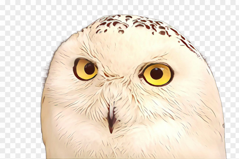 Owl Snowy Bird Of Prey Beak PNG