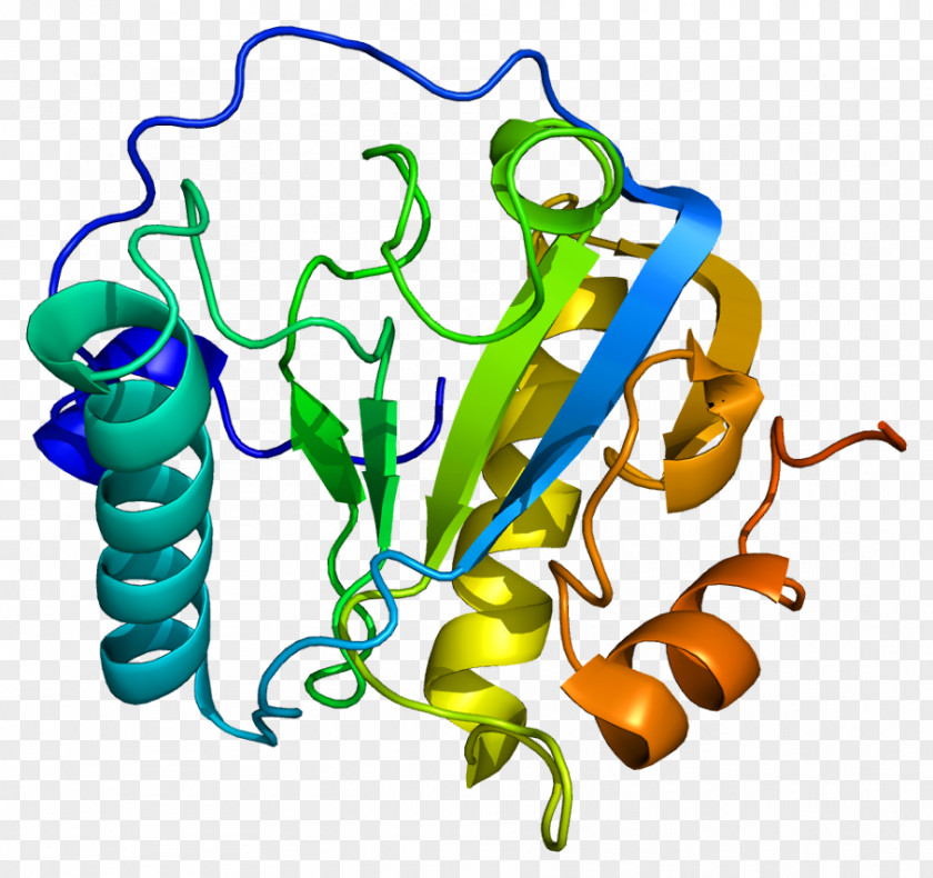 Peptidoglycan Recognition Protein 1 Gene PNG