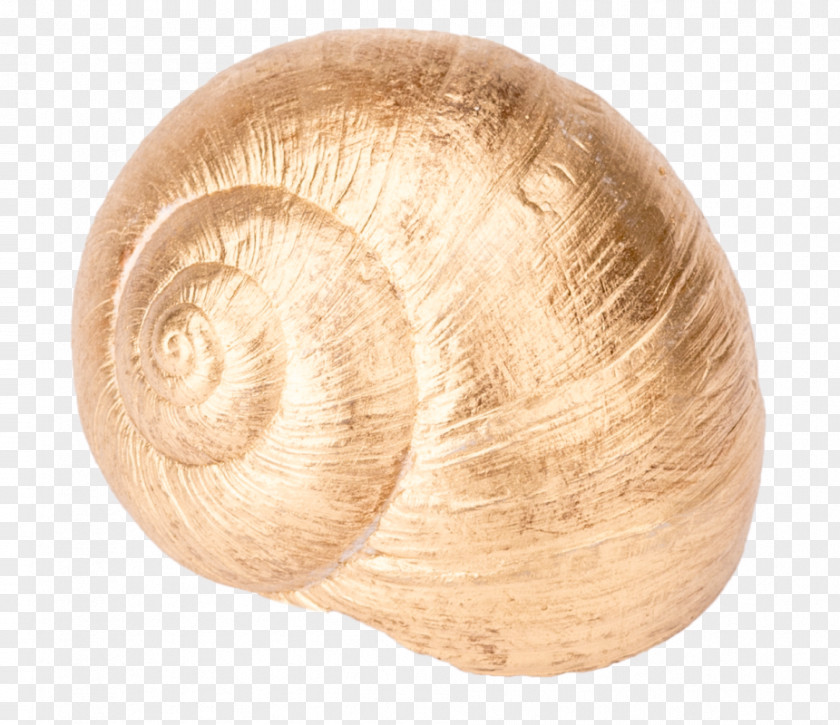 Snail Burgundy Gastropods Gastropod Shell Seashell PNG