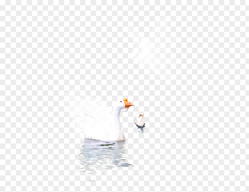 Swan Duck Beak Computer Wallpaper PNG