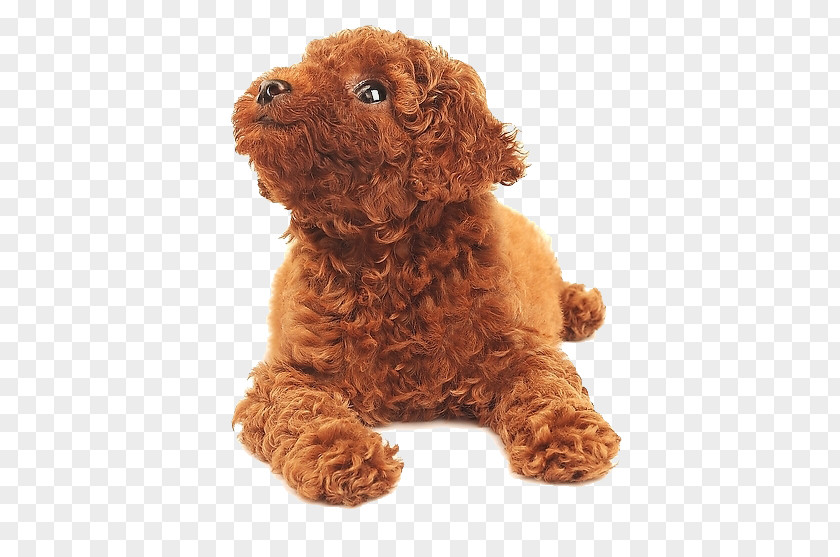 Teddy Looked Up Dog Food Car Cat Pet PNG