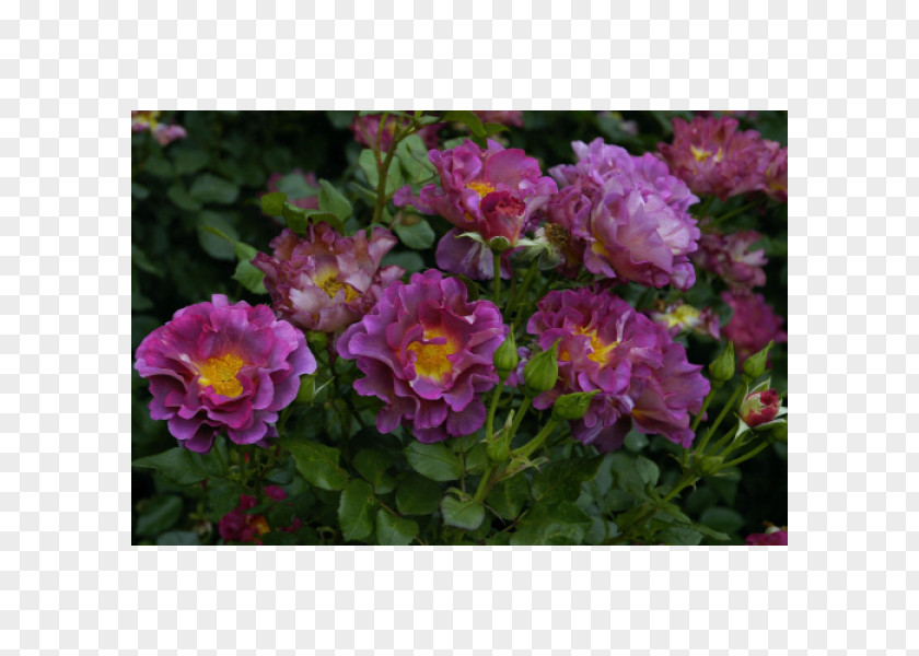 Barni Floribunda French Rose Shrub Groundcover Annual Plant PNG