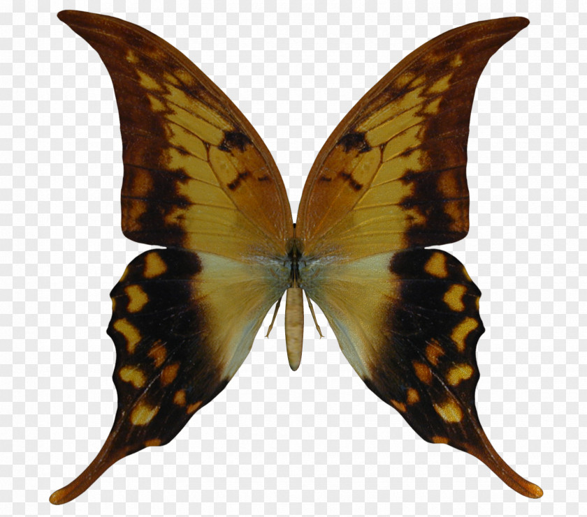 Buterfly Butterfly Desktop Wallpaper Photography Clip Art PNG