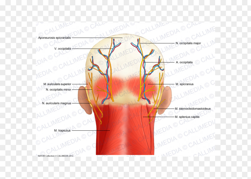 Head And Neck Anatomy Nerve PNG