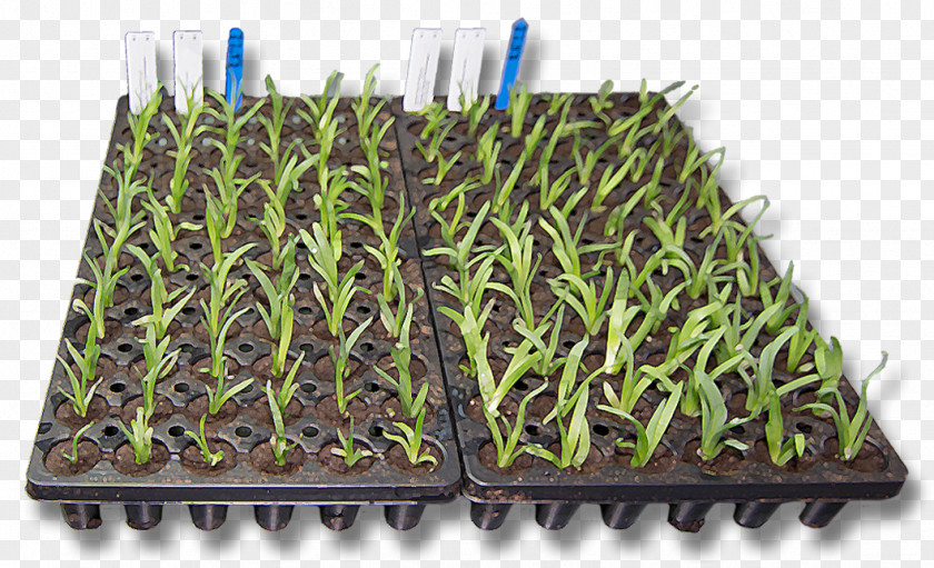 Plant Propagation Tissue Culture Herbaceous Perennial PNG