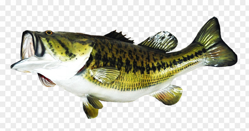 Fishing Largemouth Bass Taxidermy PNG