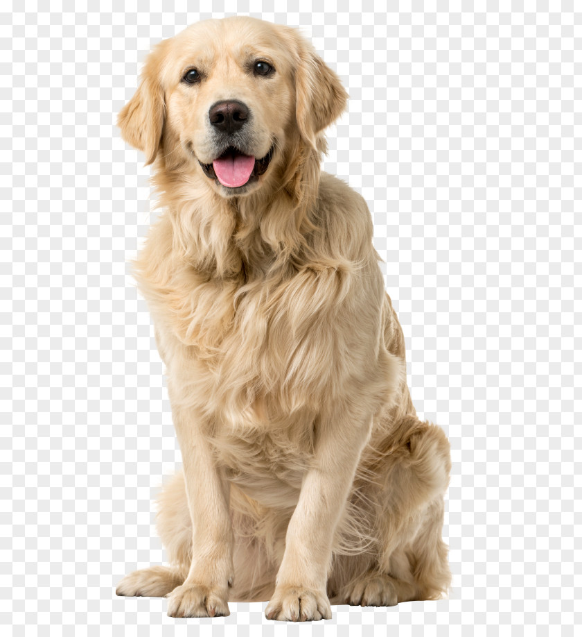 Golden Dogs Word Retriever Labrador Puppy Pet Sitting Tweed Water Spaniel PNG