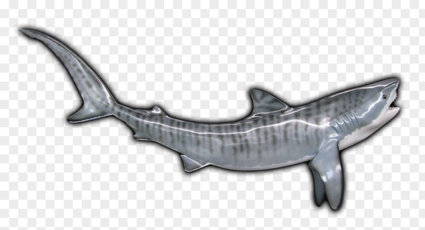 Tiger Shark Requiem Sharks Marine Mammal PNG