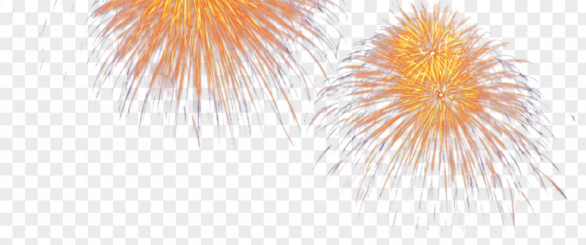 Bloom Of Fireworks Petal Computer Wallpaper PNG