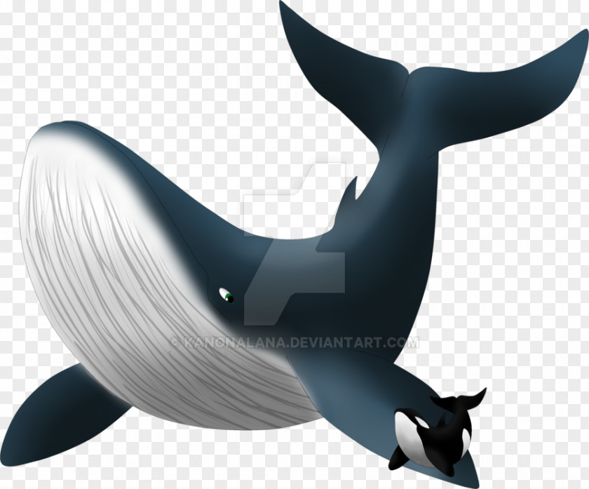 Dolphin Killer Whale Shark PNG