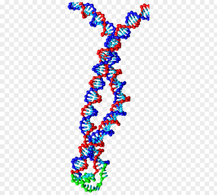 Jewellery Human Body Necklace DNA PNG