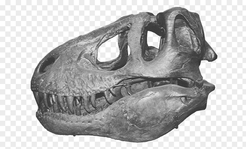 Screaming Skull Tyrannosaurus Triceratops Allosaurus Dinosaur PNG