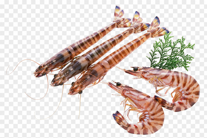 Seafood Shrimps Lobster Penaeidae Shrimp Prawn PNG