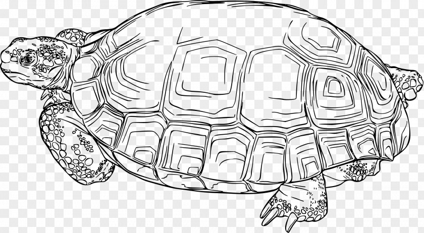 Tortoide Turtle Gopherus Reptile Desert Tortoise Clip Art PNG
