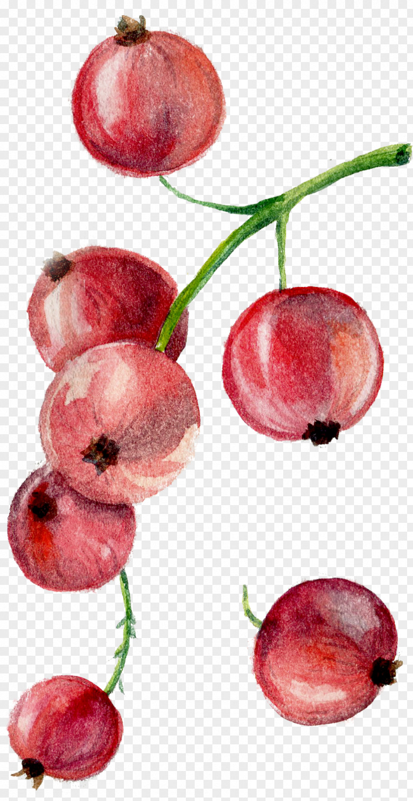 Cherry Drawing PNG