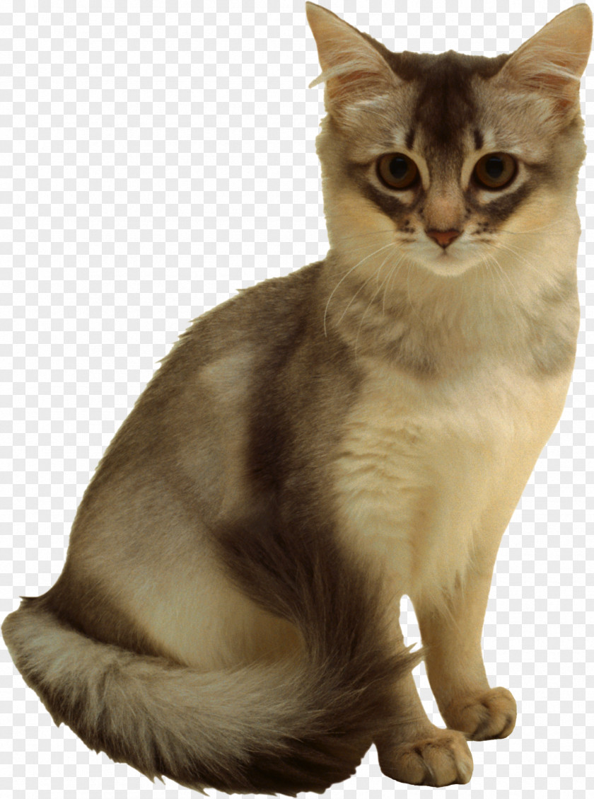 Chinchilla Felidae Kitten Norwegian Forest Cat Domestic Short-haired Clip Art PNG