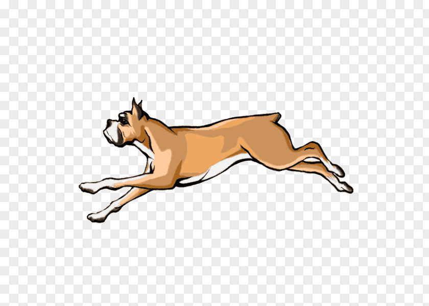 Dog Draw Breed Boxer Cat Leash Snout PNG