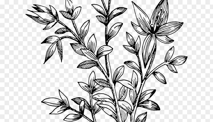 Wildflower Herbaceous Plant Flower Leaf Pedicel Stem PNG
