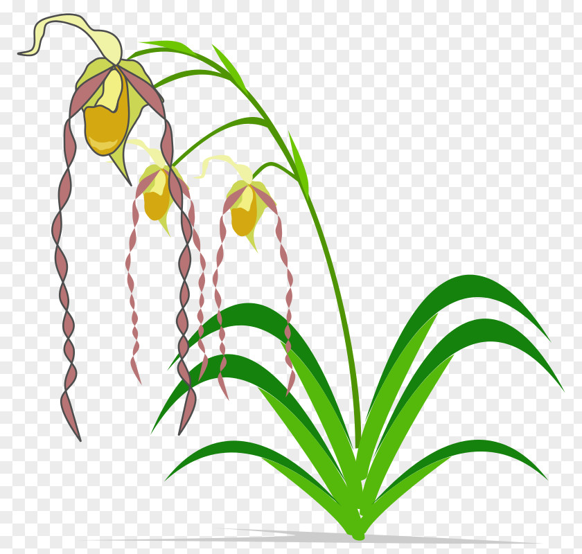 Columbian Orchid Cliparts Easter Lily Popular Orchids Clip Art PNG