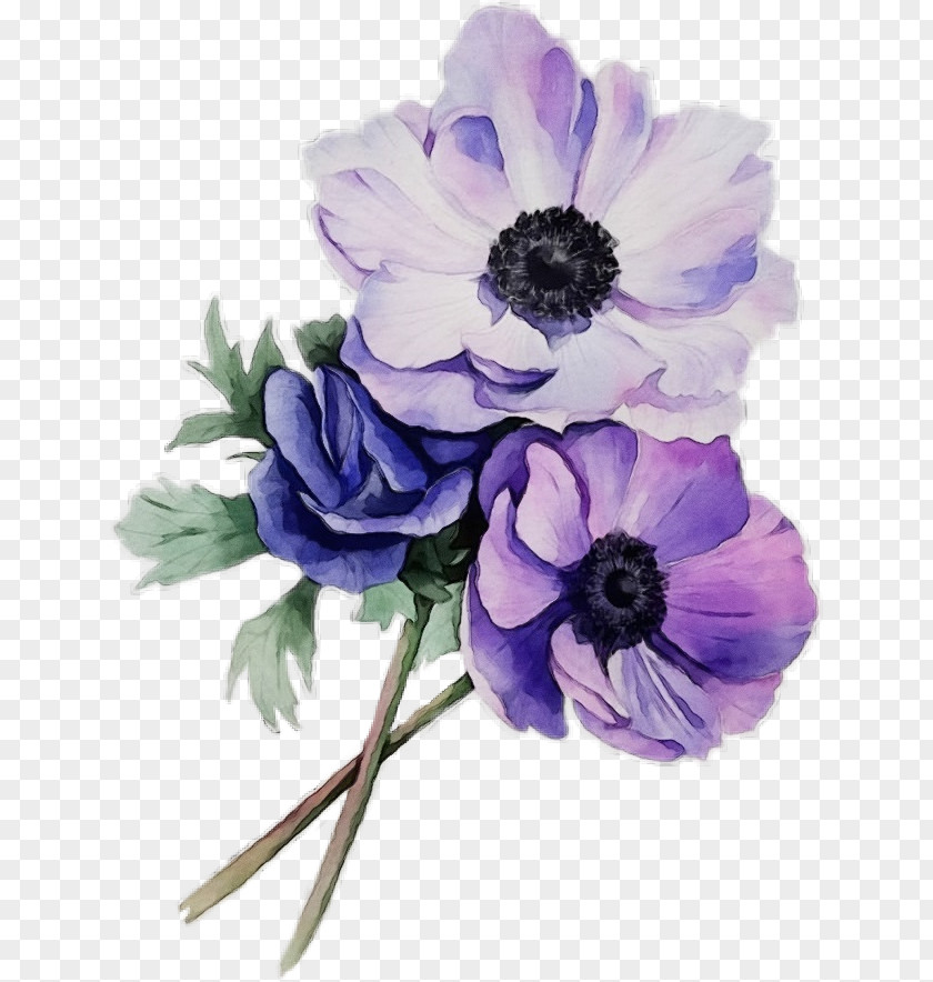 Lavender Anemone PNG