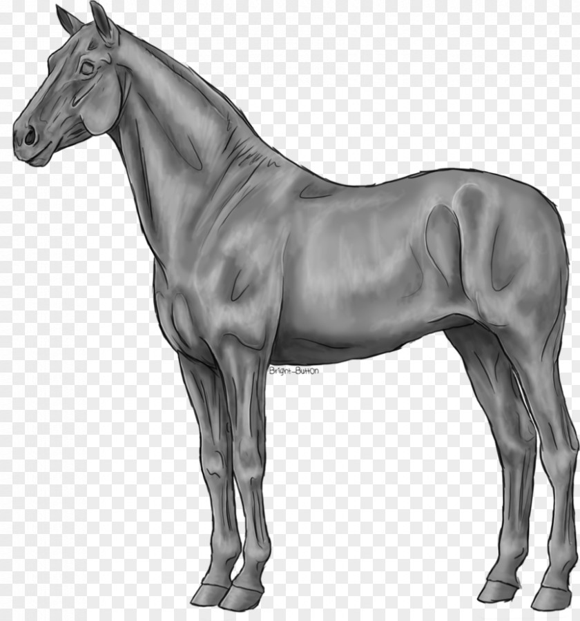 Standing Horse American Quarter Stallion Dülmen Pony Grayscale PNG