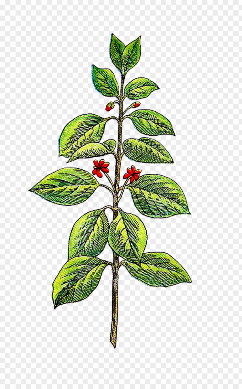 Vintage Herb Basil Clip Art PNG