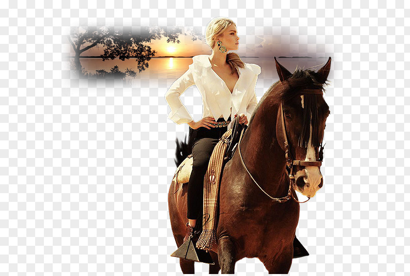 White Swan Horse Fashion Equestrian Photography PNG