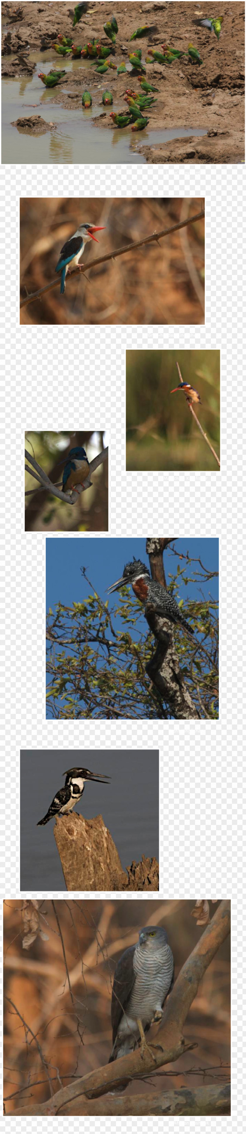 Bird Patagonia Zambia Easter Island Argentina PNG