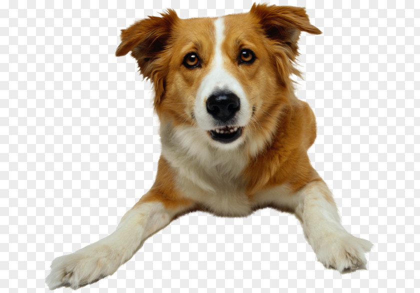 Dog Pet Sitting Animal Rescue Group PNG