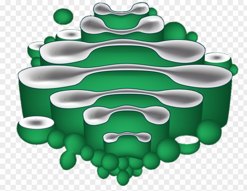 Endoplasmic Reticulum Golgi Apparatus The Cell Diagram PNG