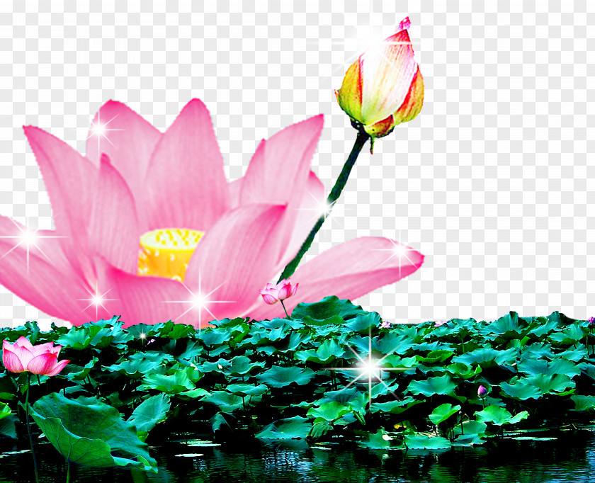 Lotus Blooming Pond Nelumbo Nucifera Download PNG