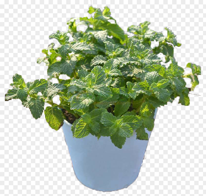 Mint Flower Pot Flowerpot Leaf PNG