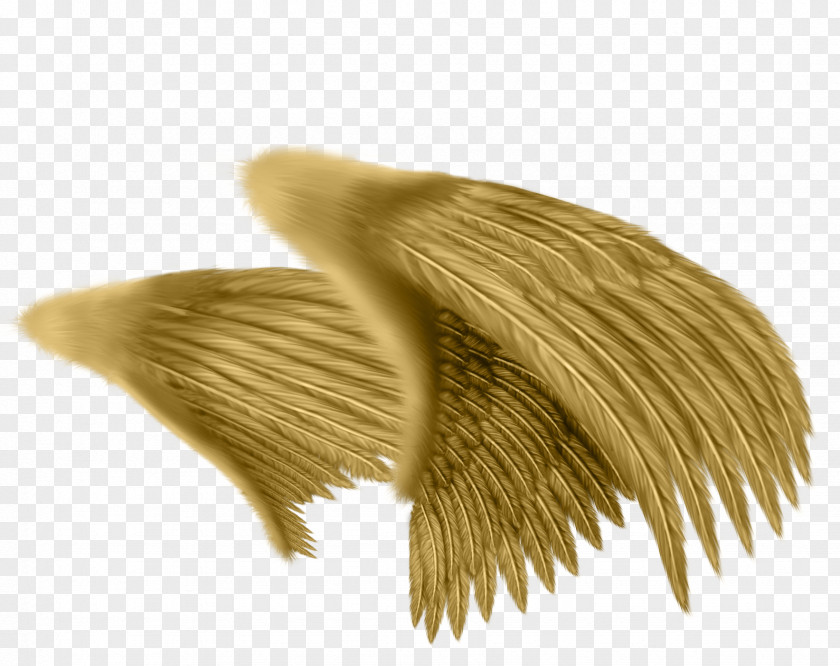 Wings Pattern Material Drawing Angel Feather Photography PNG
