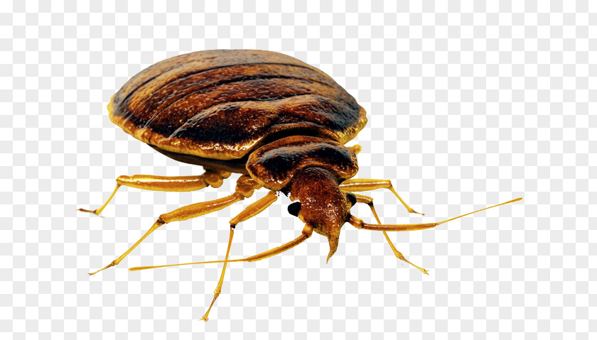 Bed_bug Insect Mosquito Bed Bug Pest Control PNG