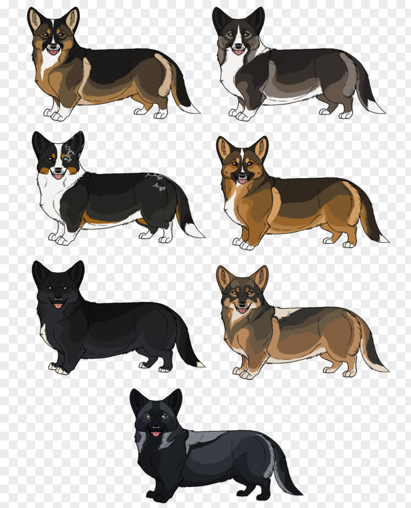 Cat Ormskirk Terrier Australian Kelpie Cattle Dog Razas Nativas Vulnerables PNG