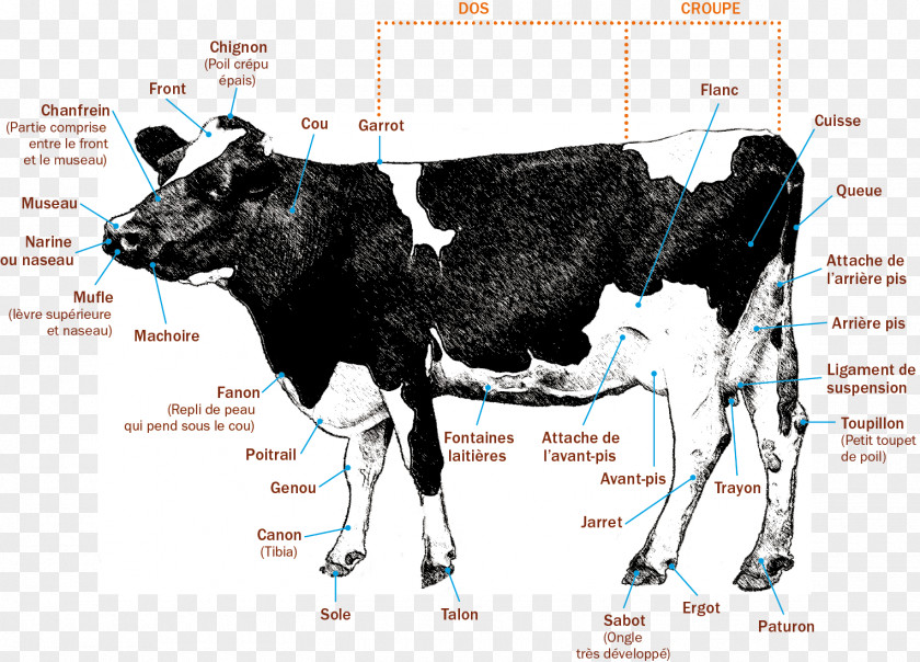 Cow Dairy Cattle Calf Human Anatomy PNG