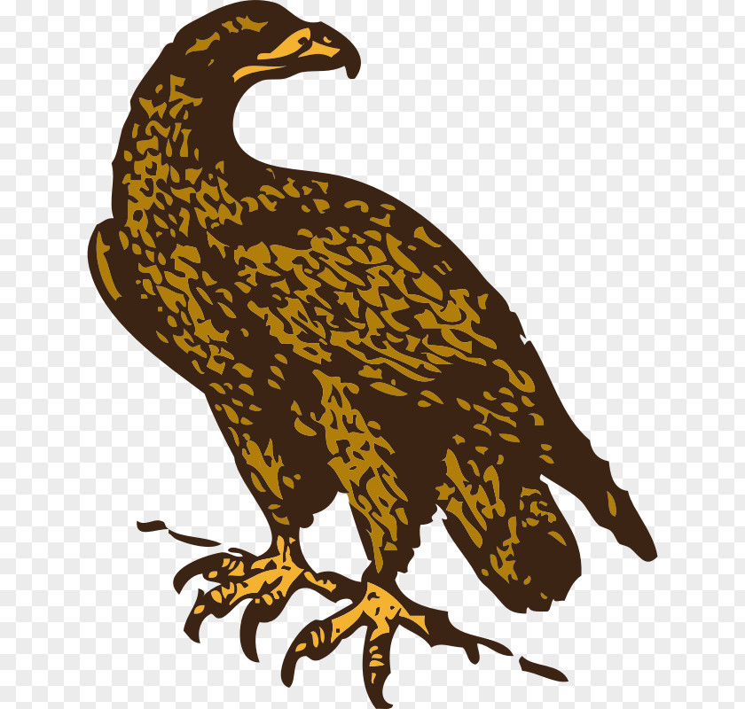 Eagle Bald Golden Clip Art PNG