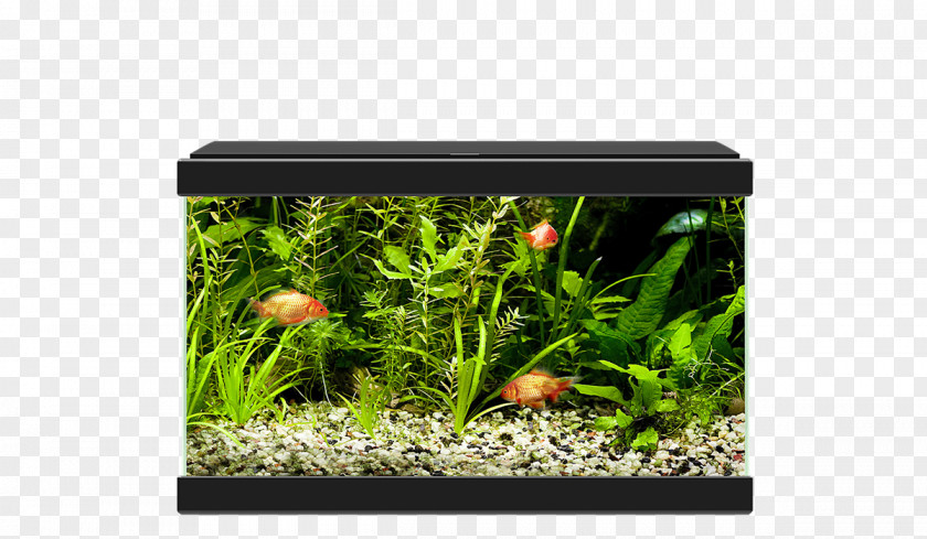 Goldfish Aquariums Ciano Aqua 20 Nano Aquarium PNG