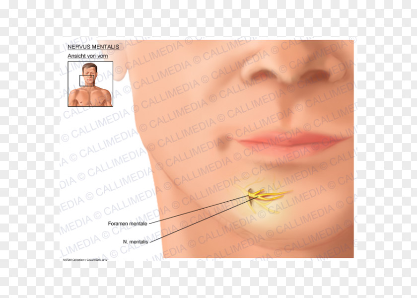 Human Body 3D Cheek Chin Mental Nerve Mentalis PNG