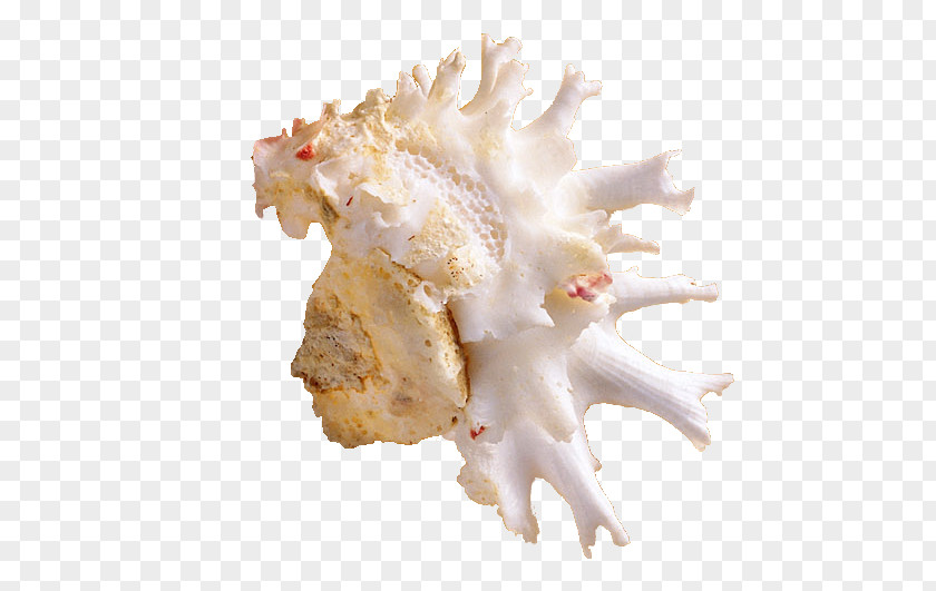 Irregular Conch Seashell Sea Snail PNG