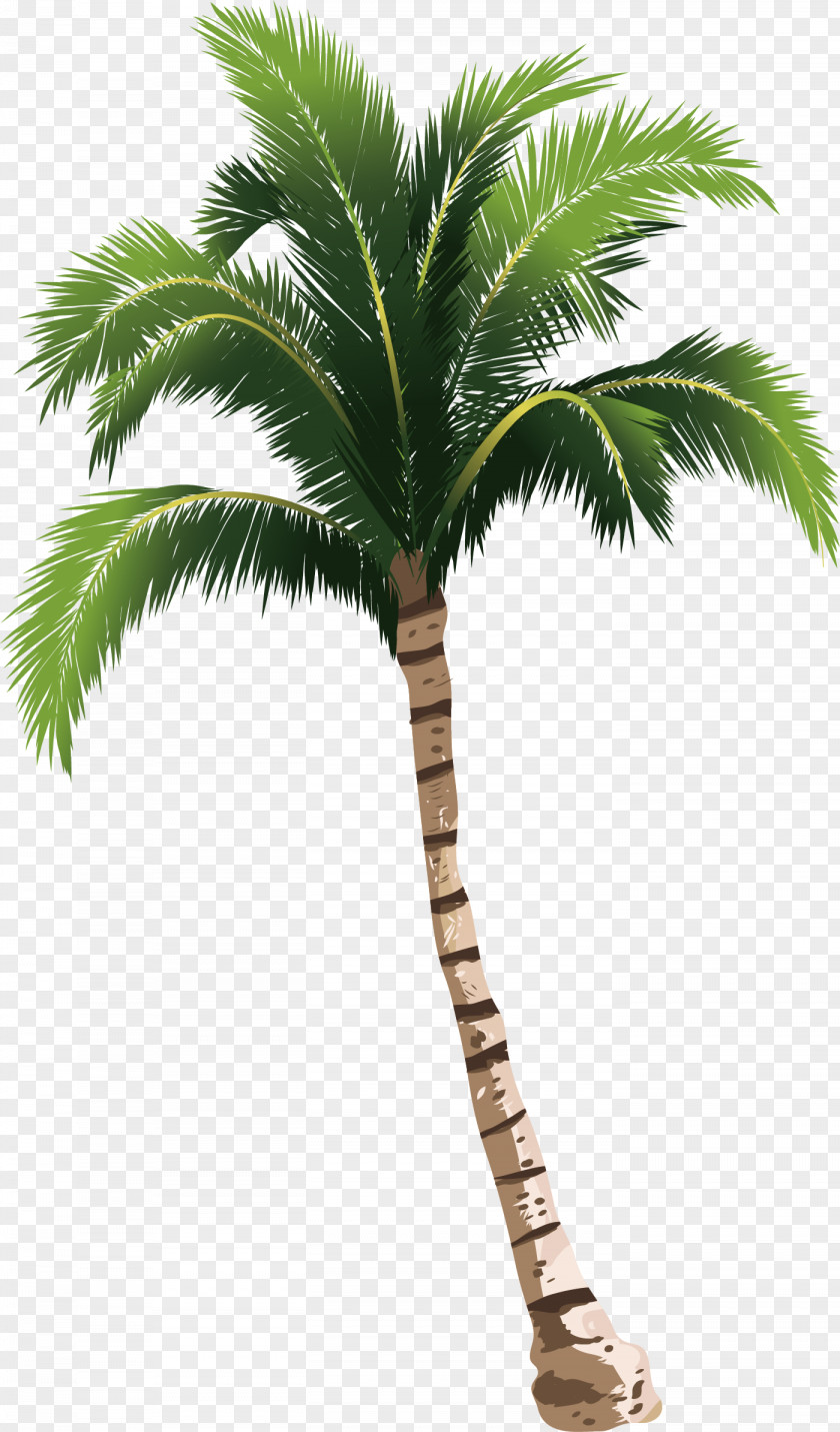 A Coconut Tree PNG